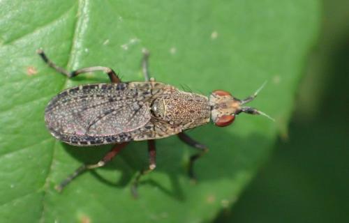 Réf. 245 995 : Euthycera cribrata